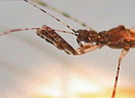 Empicoris rubromaculatus
